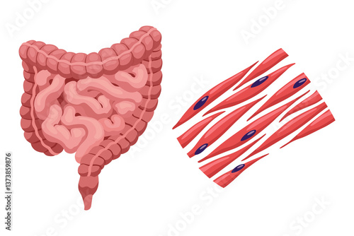 Obraz na płótnie Smooth muscles tissue with specific function. Medical poster design illustration. Science educational symbol w salonie