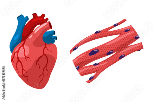 Obraz na płótnie Cardiac muscles tissue with specific function. Medical poster design illustration. Science educational symbol w salonie