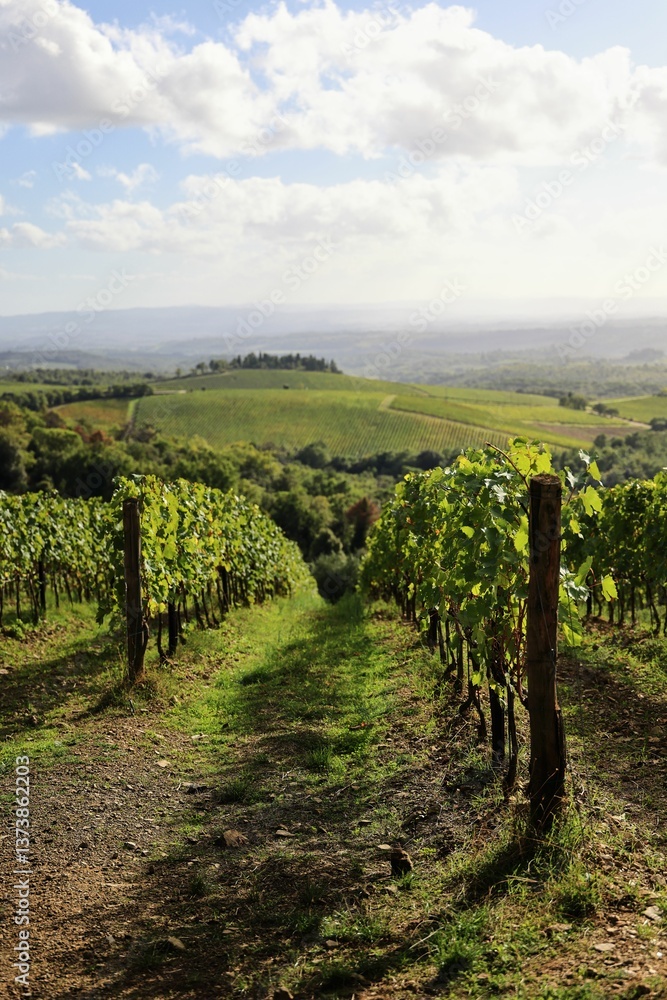 Naklejka premium Scenic Vineyard Landscape