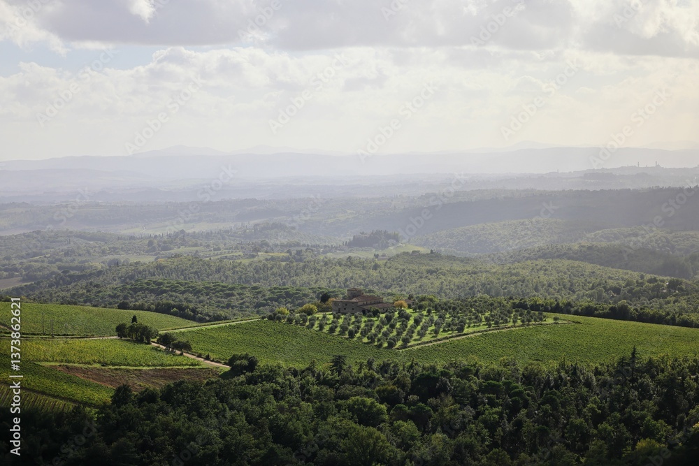Fototapeta premium Tuscany Vineyards and Hills