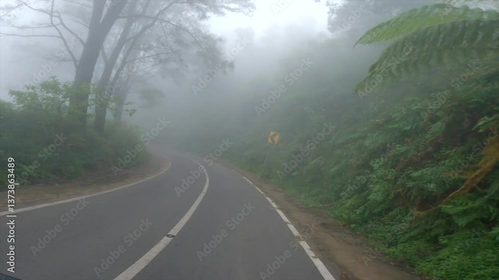 thick foggy forest road during the day