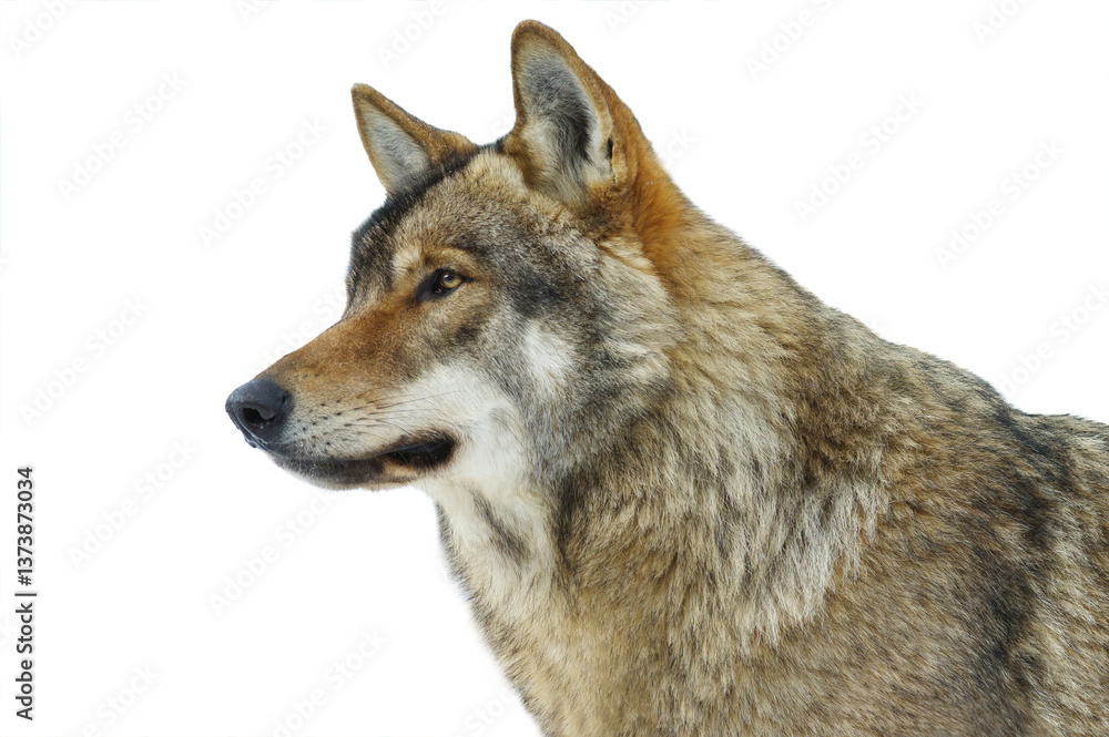 Obraz premium Gray wolf portrait isolated on white background