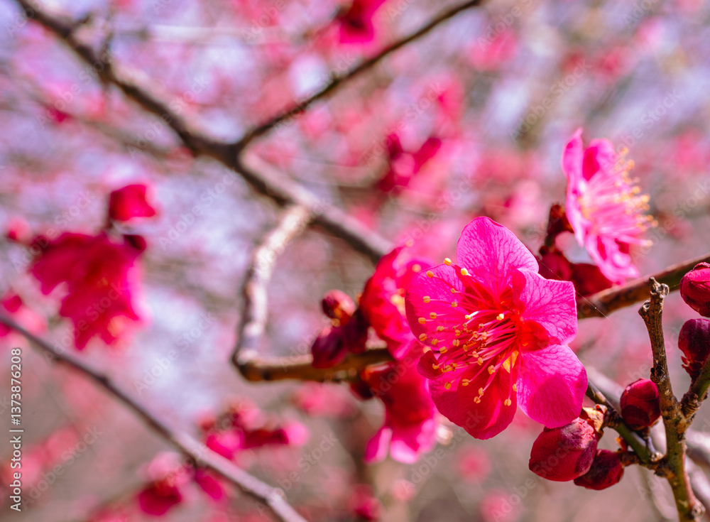 Obraz premium 本庄運動公園 梅尾の花5ｰ90