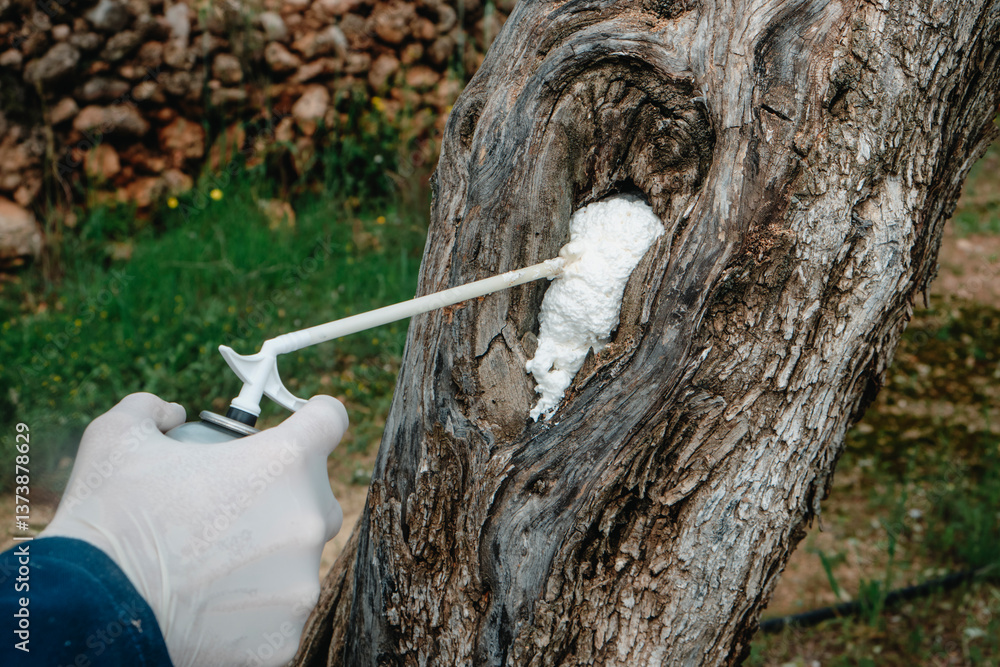 filling a hole in an olive tree with foam spray
