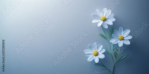 Three Delicate White Daisy Flowers on a Soft Blue Background, Minimalist Floral Design