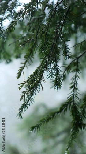 Forest trees mountain pine spruce