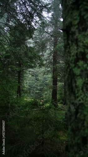 trees in the forest