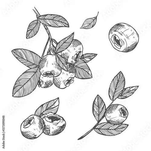 Blueberries hand drawn vector illustration set. Blueberry berries and leaf hand drawn sketch illustration. Engraved food image