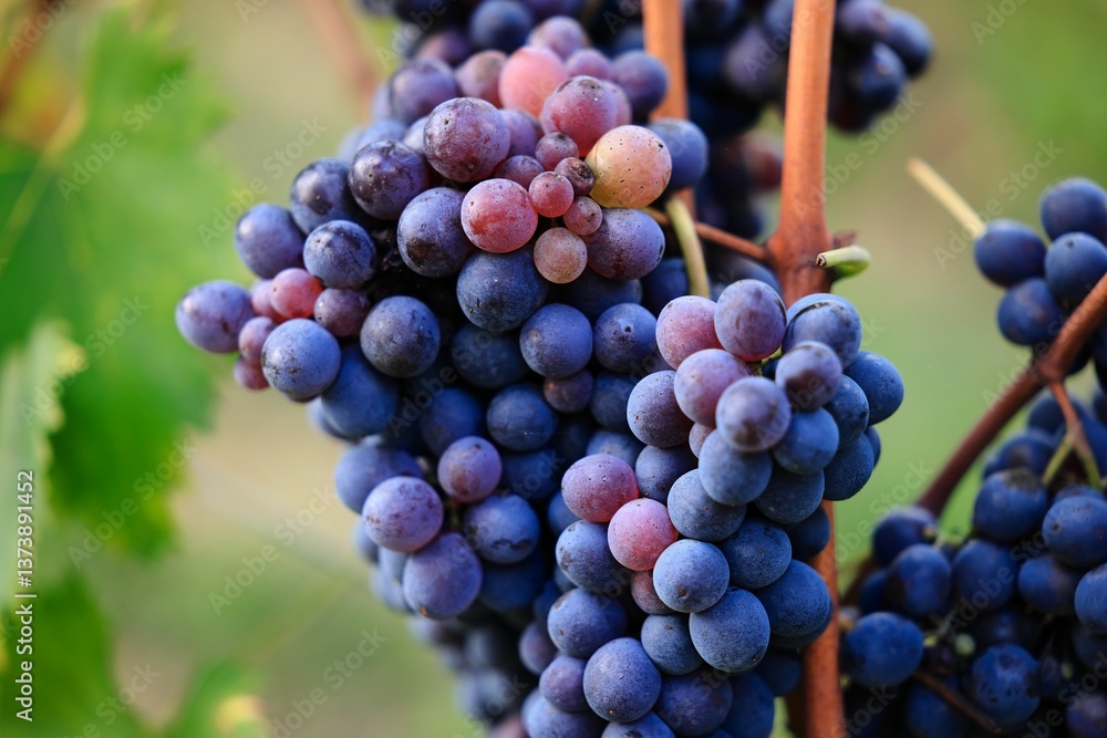 A close-up of ripe purple grapes on a vine with a blurred green background. A close-up of ripe purple grapes on a vine with a blurred green background.
