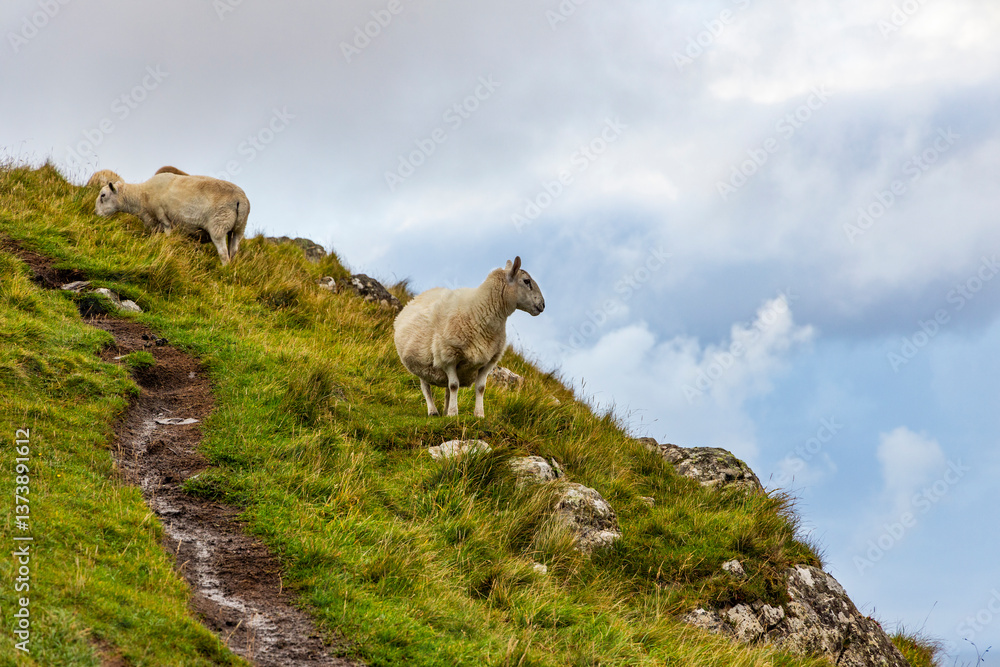 Sheep and goats grazing peacefully on the dramatic cliffs of Scotland and the Isle of Skye. A striking contrast of wildlife and rugged landscape, where nature thrives above the roaring sea Sheep and goats grazing peacefully on the dramatic cliffs of Scotland and the Isle of Skye. A striking contrast of wildlife and rugged landscape, where nature thrives above the roaring sea