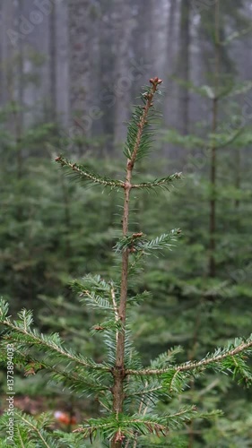pine spruce tree in the forest