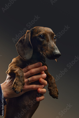 dachshund portrait in hands of owner. dog studio portrait