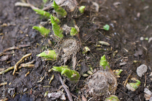 Bild auf Leinwand Fresh green shoots sprouting from root bulbs in soil