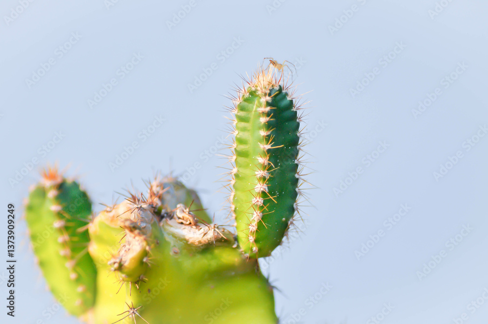 Fototapeta premium cactus , Fairytale castle or Cereus peruvianus plant