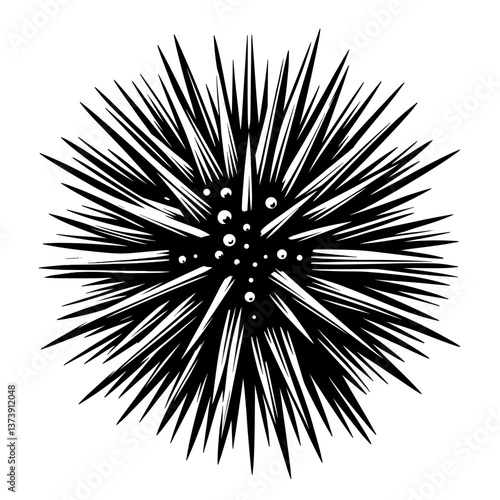 Sea urchin with spikes in detailed black vector
