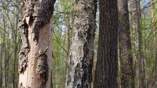 Bark beetle. Forest destruction. Białowieża. Trees destroyed by the bark beetle. Spring. Spring in the Białowieża Forest. Białowieża Forest. Spring nature in the old forest