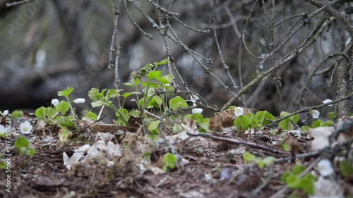 Białowieża. Spring. Spring in the Białowieża Forest. Białowieża Forest. Spring nature in the old forest.Bialowieza