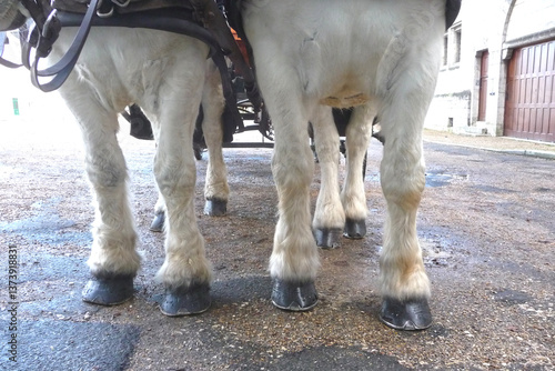 Slika na platnu Strong legs and hooves of two white Boulogne horses, harnessed to a carriage on a cobblestone street