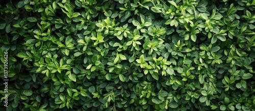 Wallpaper Mural Lush green hedge, outdoor, sunlight, texture Torontodigital.ca