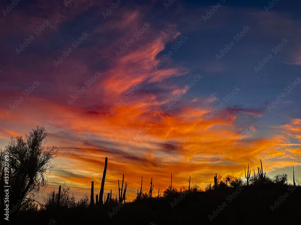 Fototapeta premium sunset over the field