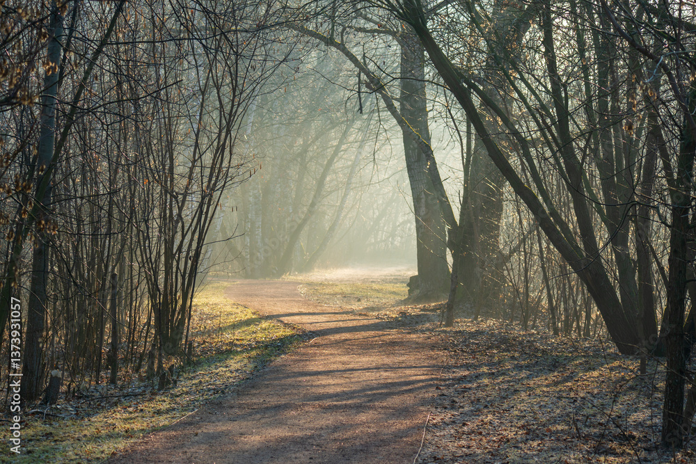 Obraz premium Path in the fog. Misty morning in the forest