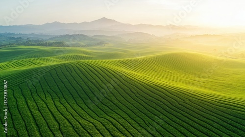Sunrise over rolling green tea plantation, Aerial view of vibrant green tea fields at sunrise.
