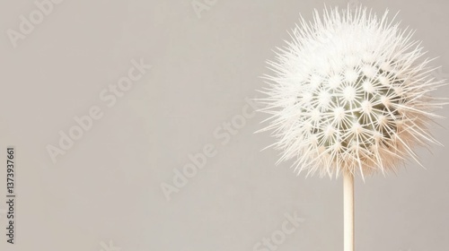 Wallpaper Mural Minimalist white dandelion on neutral background Torontodigital.ca