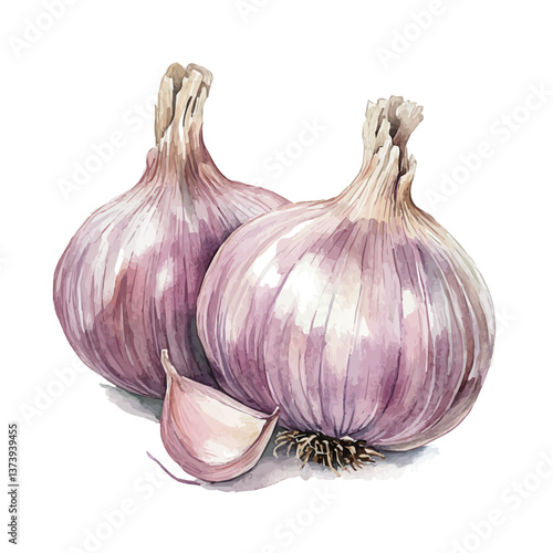 A watercolor vector of garlic, isolated on a white background. Garlic vector.

