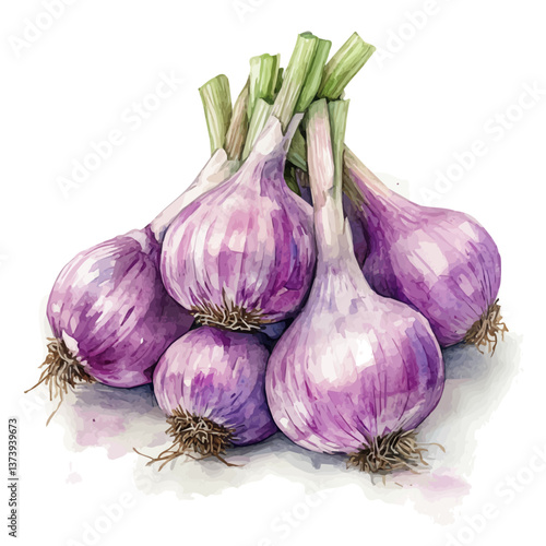 A watercolor vector of garlic, isolated on a white background. Garlic vector.

