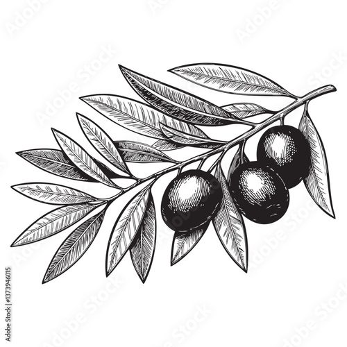 olive with leaves engraving vector illustration