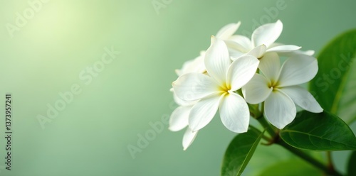 Close-up shot of fragrant mock orange virginal white flowers,  fragrant,  spring