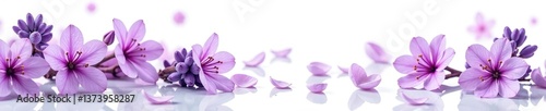A vibrant display of blooming lavender flowers and delicate petals set against a crisp white background,  vibrant,  white background