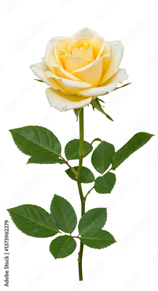Obraz premium Rose summer flowers with transparent background