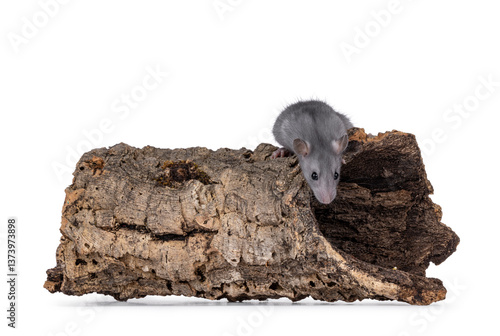 Foto Young blue rat standing on top of a hollow tree log