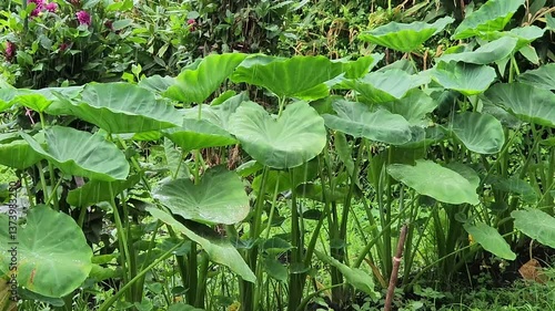 野菜畑に降る雨