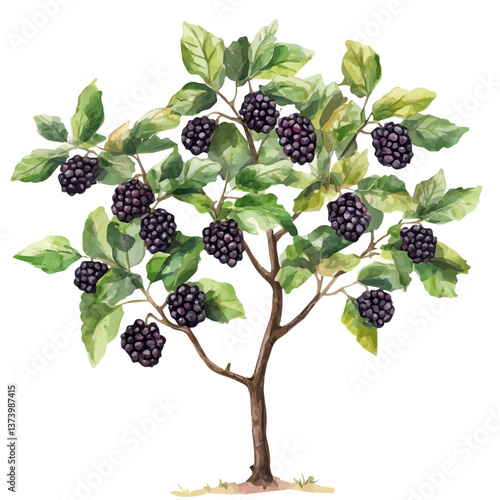 A watercolor vector of a blackberry tree, isolated on a white background. Blackberry tree vector.

