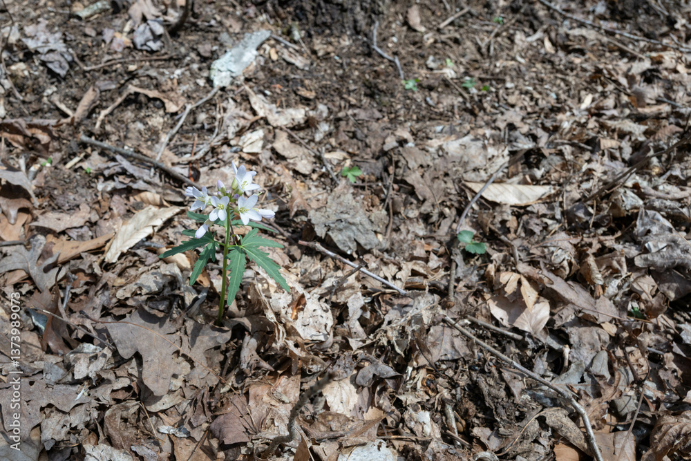Cut-leaved toothwort (Cardamine concatenata) wildflower emerging from the brown leaf covered forest floor in early spring. Cut-leaved toothwort (Cardamine concatenata) wildflower emerging from the brown leaf covered forest floor in early spring.