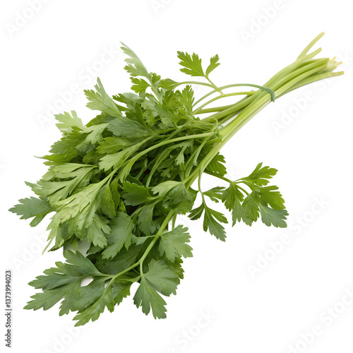 Seri (Japanese parsley),  isolated on a transparent background