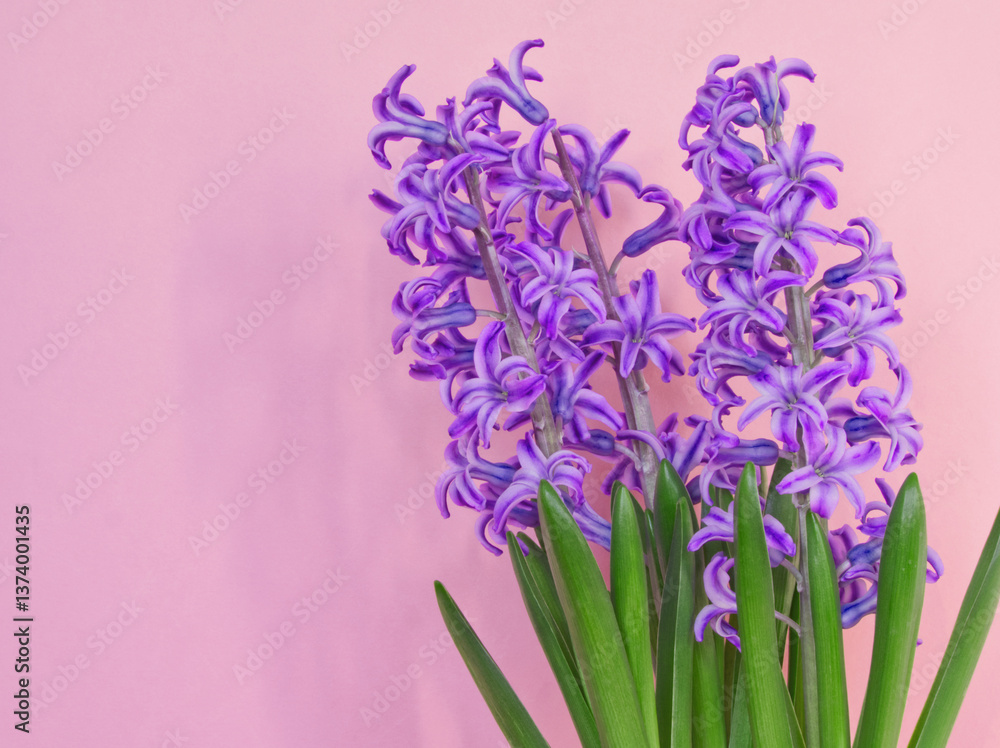 Obraz premium Bouquet of purple flowers. Pink layout of purple hyacinth flowers. Purple hyacinth on pink background. Pink aesthetic. Card, flat lay, border, copy space, frame. Spring background. Floral pattern.
