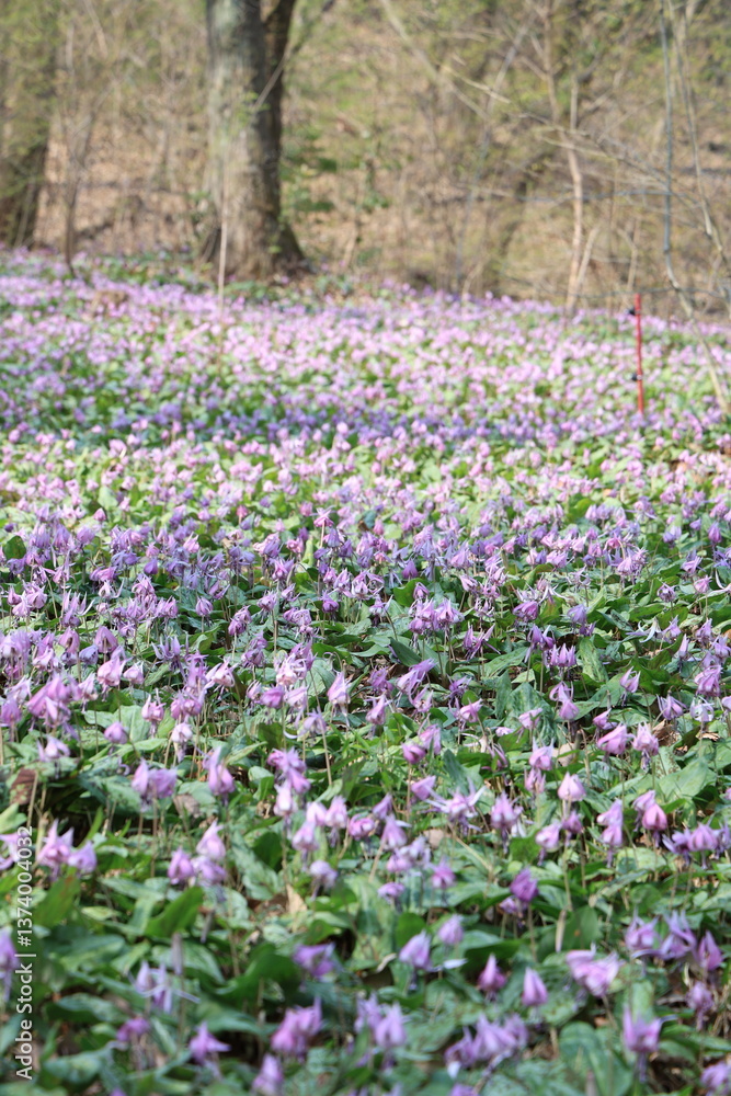 日本の自然公園に咲く繊細なカタクリの花、岐阜県の美しいカタクリの花のじゅうたん 日本の自然公園に咲く繊細なカタクリの花、岐阜県の美しいカタクリの花のじゅうたん