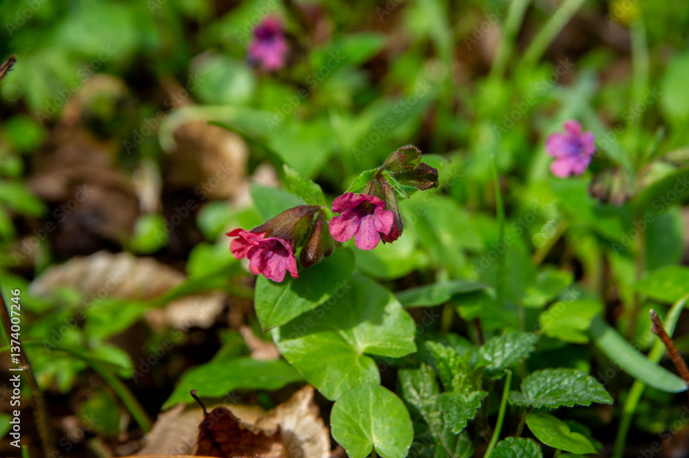 flowers of pulmonaria officinalis flowers of pulmonaria officinalis