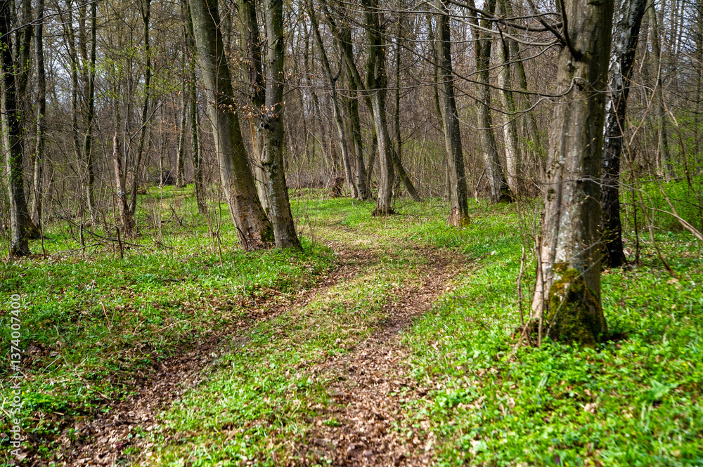 Fototapeta premium footpath in the forest