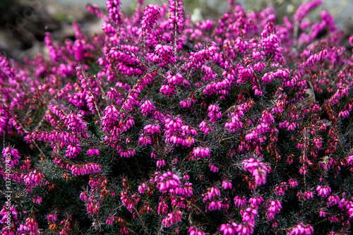 purple flowers of erica kramers rote
