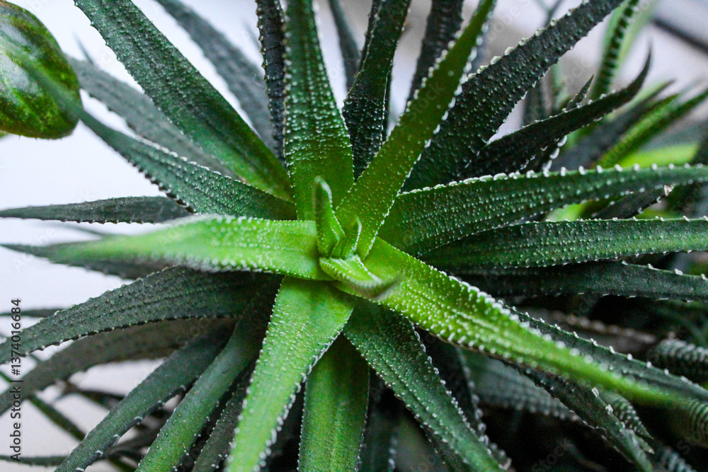 Haworthia is a very attractive dark green succulent with sharp striped leaves. Beautiful house plant. Haworthia is a very attractive dark green succulent with sharp striped leaves. Beautiful house plant.
