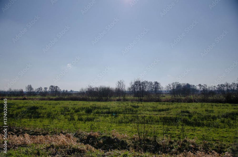 Fototapeta premium morning in the woods