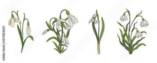 Botanical set of Snowdrop January birth month flowers. colorful vector illustrations isolated