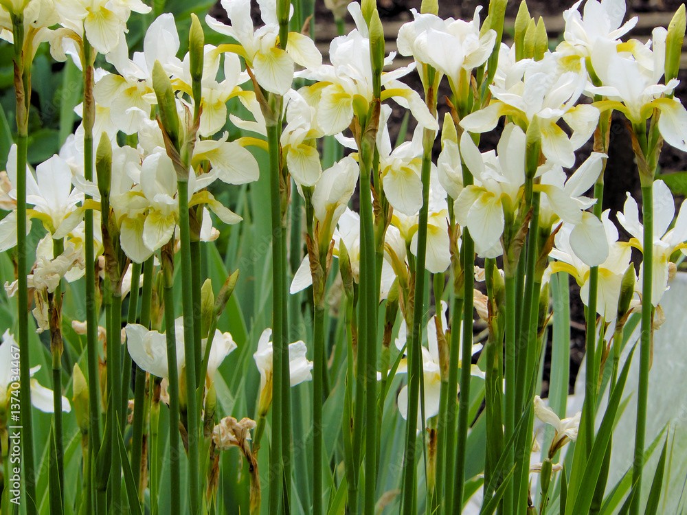 Obraz premium Sibierische Schwertlilie mit KI erstellt