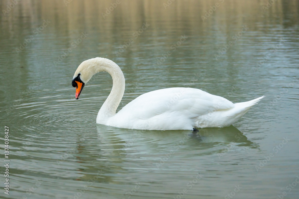 Swan birds in a lake and river water swimming in the wild nature in early spring and summer. Big white adult swan bird with clear white feather and bird wings breading in the wildlife Swan birds in a lake and river water swimming in the wild nature in early spring and summer. Big white adult swan bird with clear white feather and bird wings breading in the wildlife