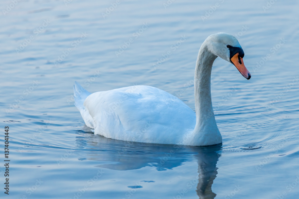 Swan birds in a lake and river water swimming in the wild nature in early spring and summer. Big white adult swan bird with clear white feather and bird wings breading in the wildlife Swan birds in a lake and river water swimming in the wild nature in early spring and summer. Big white adult swan bird with clear white feather and bird wings breading in the wildlife