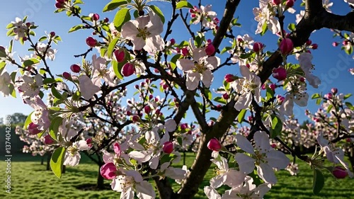 Blooming apple tree branches with pink flowers against blue sky  